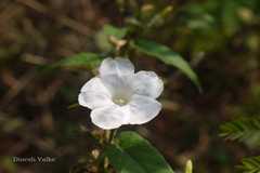 Merremia umbellata subsp. orientalis